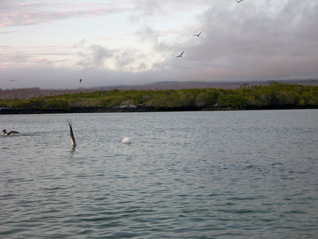 Galapagos 8-1-02 Santa Cruz Black Turtle Cove Blue-footed Boobies Diving